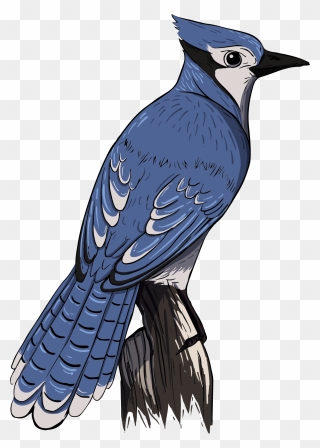 Blue Jay Transparent Clipart