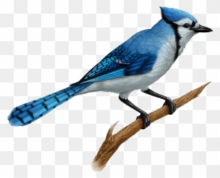 Jay Clipart Transparent - Blue Jays Birds Drawing - Png Download