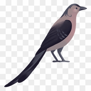 Blue Jay Clipart - Northern Mockingbird - Png Download