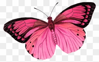 Butterfly Clipart Photo By - Transparent Butterfly No Background - Png Download