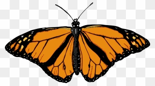 Monarch Butterfly Clip Art - Butterfly With White Background - Png Download