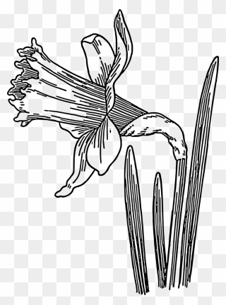Transparent Daffodil Flower Black And White Flora Clipart - Daffodils Clipart Black And White - Png Download