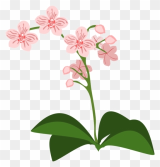 Transparent Orchid Flower Plant Flora Clipart For Flowers - Orchidée Clipart - Png Download