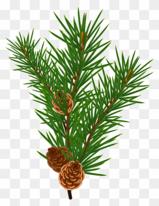 Loblolly Pine Tree Branch Clipart Clipart Transparent - Sweet Smell Of Christmas Printables - Png Download