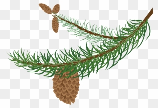 Fir Branch With Cones Clipart - Clipart Winter Tree Branch - Png Download