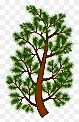 Pine Treebranch Clipart - Png Download