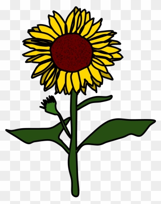 Sunflower, Yellow, Brown - Sunflower Black And White Cartoon Clipart
