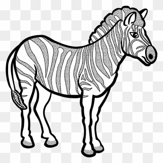 Zebra In Black And White Vector Drawing - Black And White Zebra Clipart - Png Download