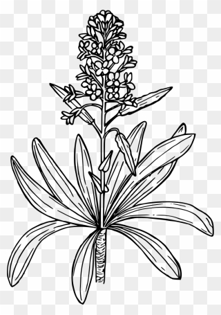 Mustard Plant Drawing Easy Clipart