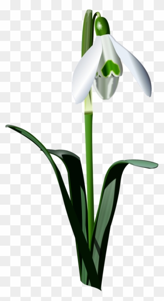 Snowdrop Png Clipart