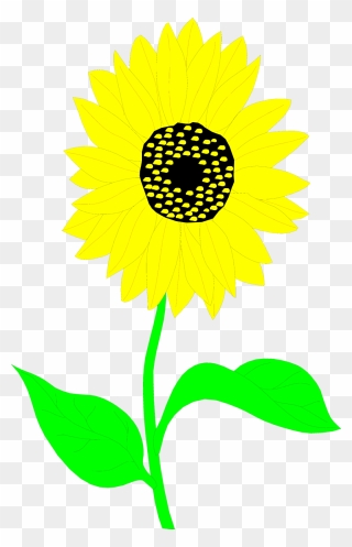 Common Sunflower Drawing Clip Art - Clip Art - Png Download