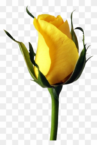 Free Yellow Rose Png Clipart