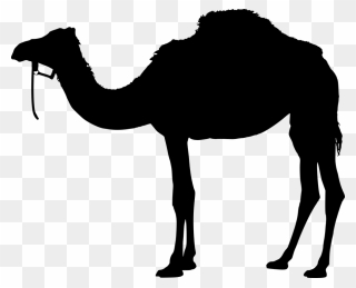 Planting Clipart Desert Animal - Camel Silhouette Png Transparent Png