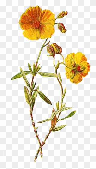 Transparent Botanical Clipart - Wild Flower Png