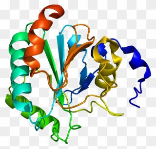 Protein Gpx4 Pdb 2gs3 - Enzyme Glutathione Peroxidase Clipart