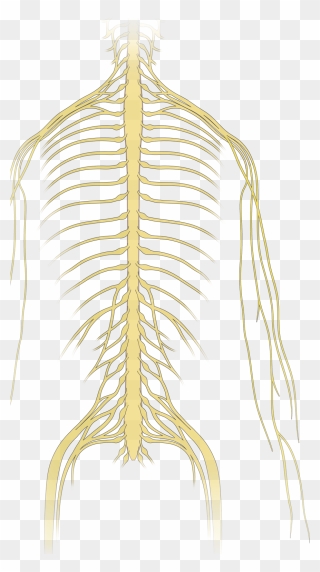 Neoplastic Epidural Spinal Cord Compression Nejm - Spinal Cord Transparent Clipart