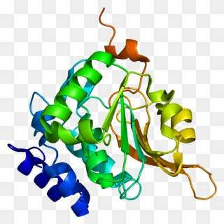 Protein Pcmt1 Pdb 1i1n - Protein Structure Creative Commons Clipart