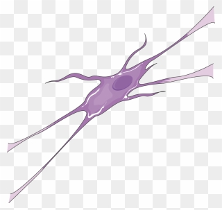 Oligodendrocyte Png Clipart