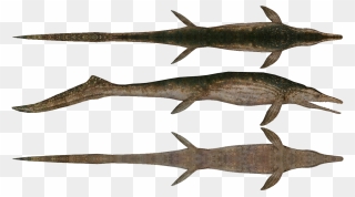 Ichthyosaur Transparent Png Png Icons - Cymbospondylus Png Clipart