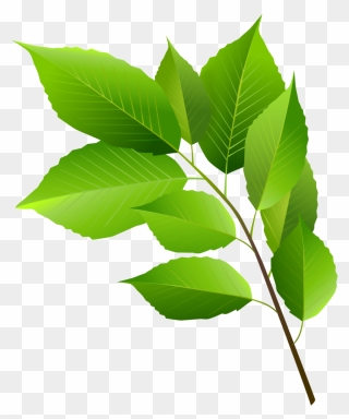 Green Leaves Clipart - Png Download
