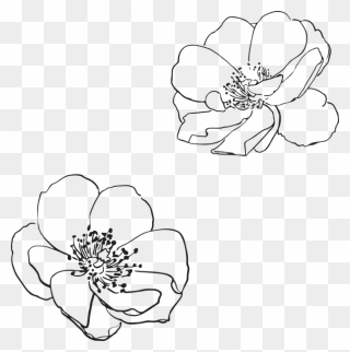 Apple Blossom Clipart Black And White Freeuse Free - Transparent Flower Outline Png