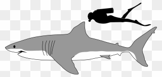 Great White Shark Size To Human Clipart