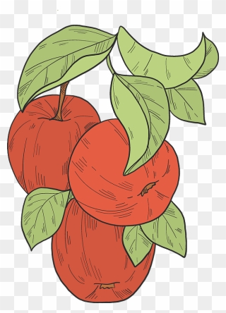 Red Apples On A Branch Clipart - Seedless Fruit - Png Download
