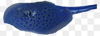 Freshwater Whipray Clipart