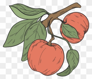Red Apples On A Branch Clipart - Tomatillo - Png Download