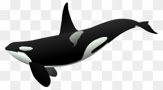 Orca Matthew Gates R - Orca Clipart - Png Download