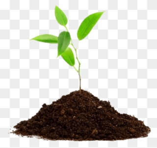 Agriculture Png Transparent Images - Plant In Soil Png Clipart