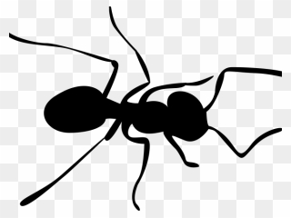 Transparent Background Ant Clipart - Png Download
