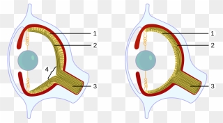 Squid Eye Png - Convergent Evolution Cephalopod Eyes Clipart