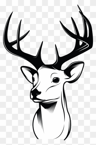 Deer Drawing Sketch - Mounted Deer Head Drawing Clipart