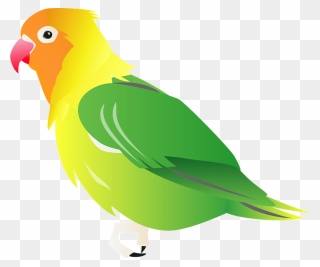 Fischers Lovebird Bird Clipart - Budgie - Png Download