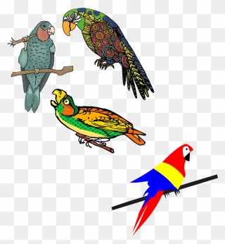 Vector Parrot Colored - Loros De Colores Dibujos Clipart