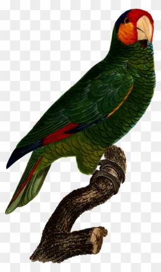 Macaw,parrot,lorikeet - Red-lored Amazon Clipart