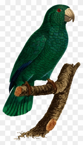 Vector Parrot Lovebird - Budgerigar Clipart