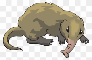 Greater White Toothed Shrew Clipart - Png Download