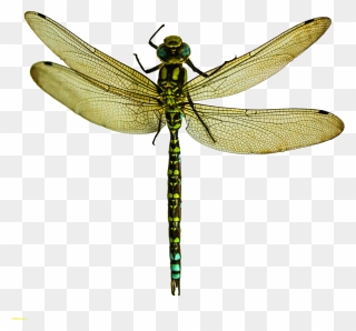 Dragonfly Transparent Dragon Fly - Dragonfly Png Clipart