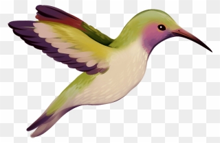 Hummingbird Clipart - Hummingbird - Png Download