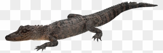 Crocodile Png Transparent Bg Clipart