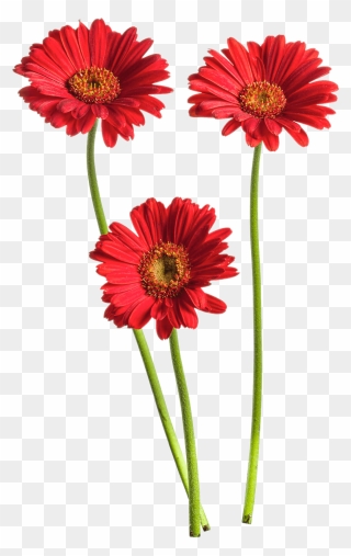 Gerbera Flower Png High-quality Image - Transparent Background Flowers Gerbera Png Clipart