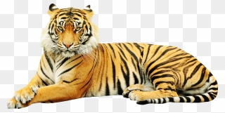 Sumatran Tiger Zoo Wildlife Sticker White Tiger - Bengal Tiger White Background Clipart