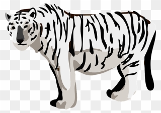 White Tiger Animal Clipart - Tiger - Png Download