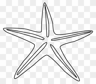 Echinoderms Clipart - Png Download