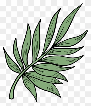 Palm Leaf Clipart - Png Download