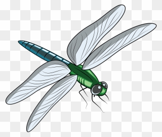 Free Download - Clipart Image Of Dragonfly - Png Download