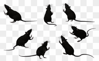 Whiskers Black Rat Laboratory Rat Mouse Rodent - Rats Clipart Black And White - Png Download