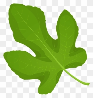 Common Fig Spring Leaf Clipart - Maple Leaf - Png Download